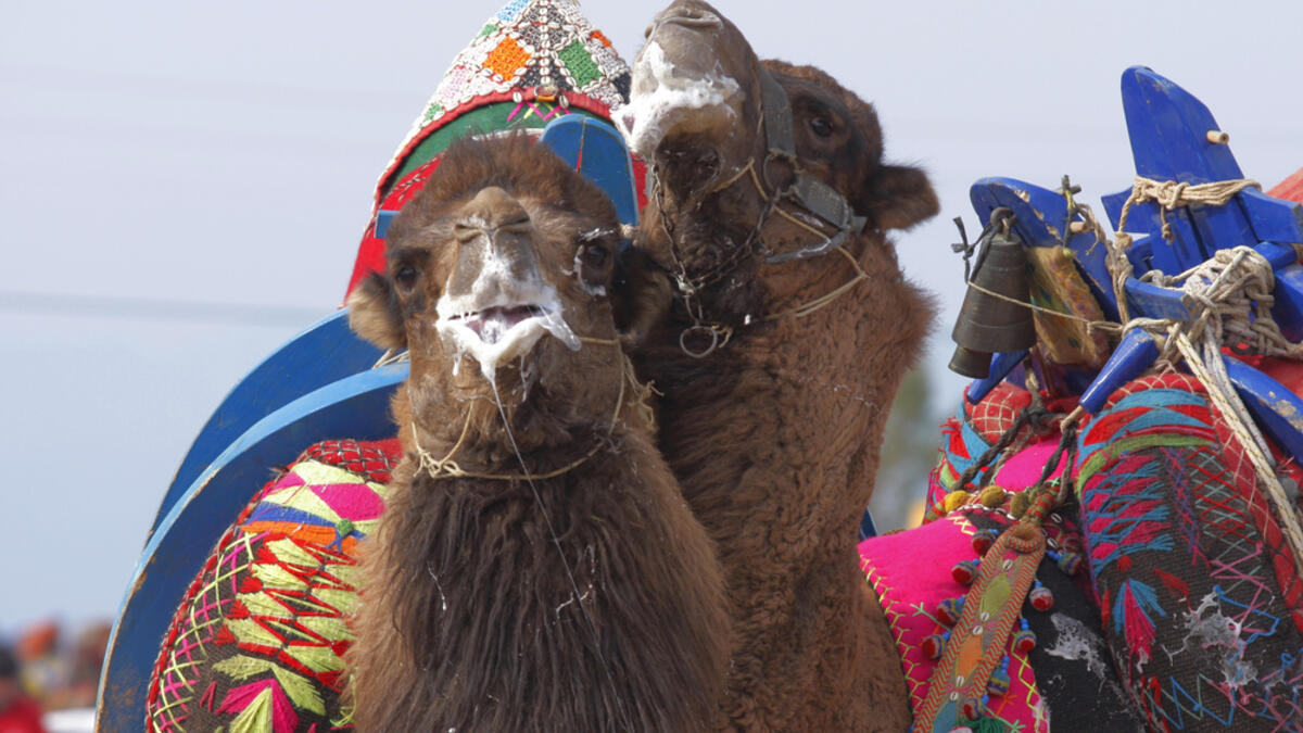 Traditional camel wrestling is very popular in Aegean Region of Turkey..
(Shutterstock/ File Photo)