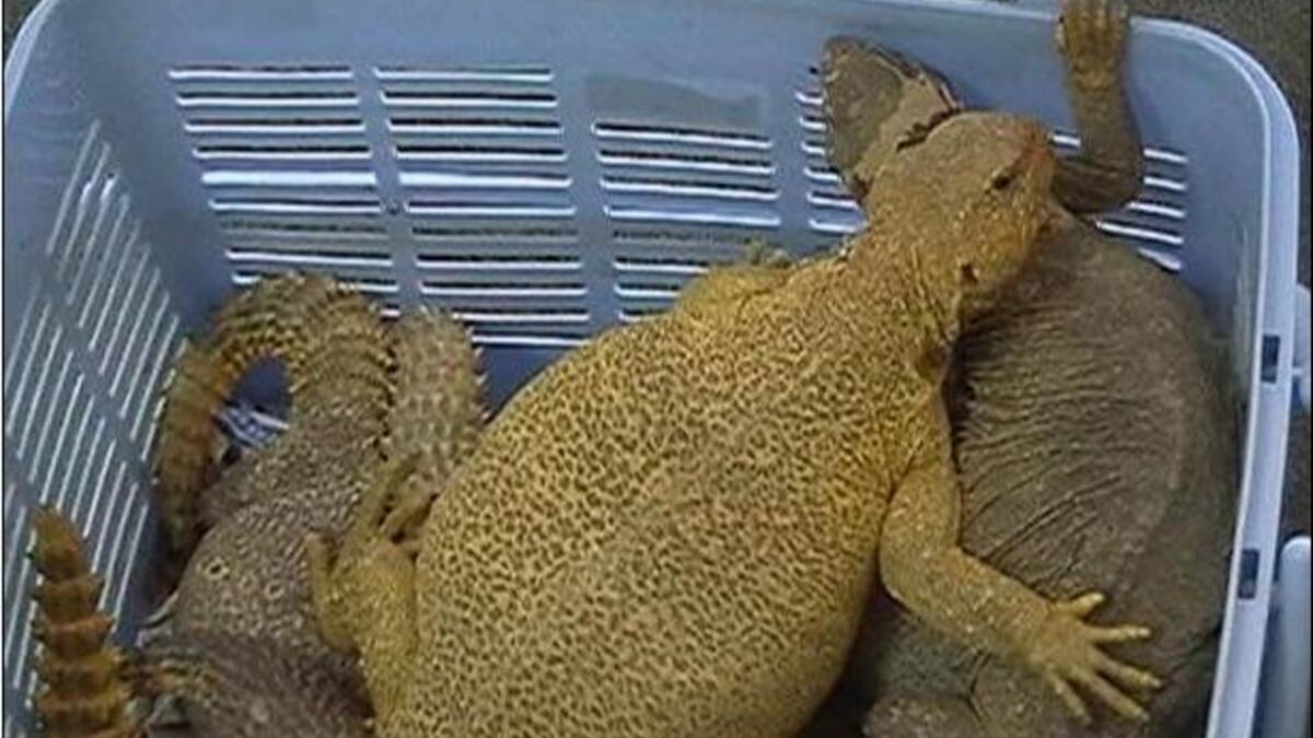 وفي قصة غريبة، اشترطت عروس سعودية على عريسها تقديم 300 ضب يجمعهم العريس بنفسه دون مساعدة من أحد، وتمكن العريس من جمع 100 ضب خلال ثلاثة أشهر، وكان هدف الفتاة من ذلك اختبار مدى تمسك العريس بها، وخصوصاً أنه يخاف من الضبان، ولا يجرؤ على لمسها.