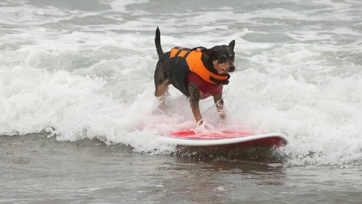 مدرب تزلج على الماء للكلاب: يمكنك أن تجد في بعض المنتجعات على شواطئ المحيطات، مدربين لتطلب منهم تدريب كلبك كيف يتزحلق على المياه.