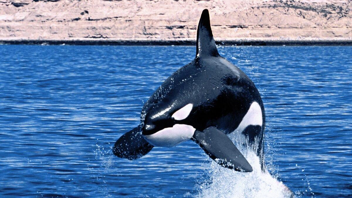 جامع فضلات الحيتان: إن العلماء يضطرون إلى استدعاء مروحيات تعمل بالتحكم عن بعد لتتولى مهمة جمع فضلات الحيتان نيابة عنهم، ليدرسوا أنماط تطور الأمراض والأوبئة لديها.