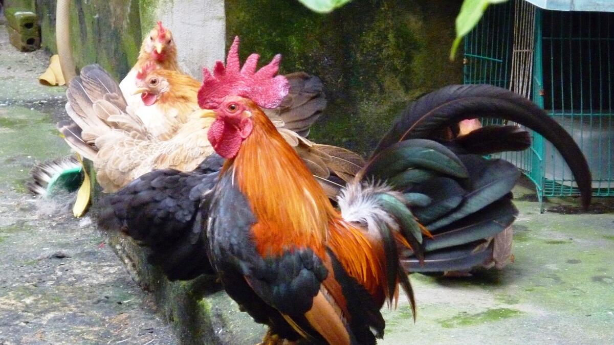 محدد جنس الدجاج: يقوم باعتصار البراز ومن ثم يقوم بتفقد فتحته الشرجية، ليستدل على جنس الصيصان، حتى يتسنى لمربيها في مرحلة مبكرة تحديد مآلاتها التغذوية (هل سيربيها للحومها أم لبيضها)