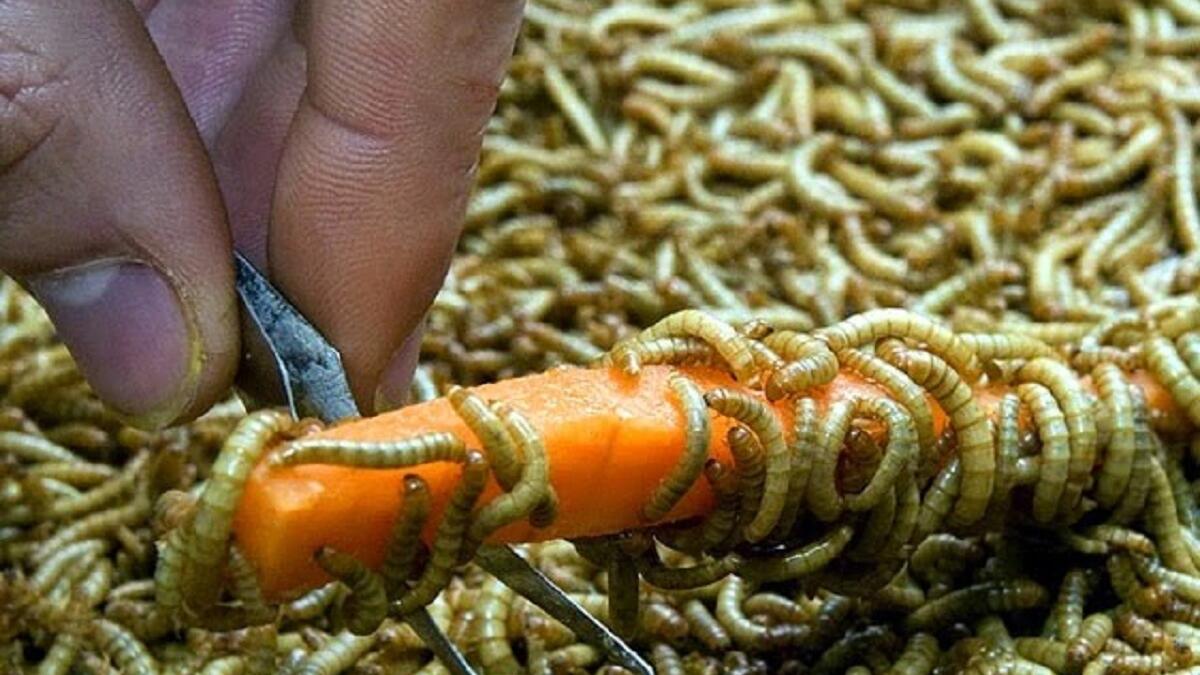 اليوم العالمي لجذب الدود- بريطانيا في كل عام في شهر مايو، يقوم سكان بلدة بلاكاوتون في إنكلترا،باستضافة يوم عالمي لجلب الديدان، ويتضمن هذا اليوم احتفالات عديدة، مِن أهمها أن يقوم المتسابقون بمُحاولة جذب الديدان مِن باطن الأرض بدون استخدام أي وسائل للحفر في التربة