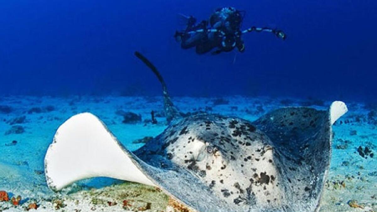 "كاربي فيتا إكسبلورر" يستكشف هذا اليخت أعماق جزر المالديف، التي عادة ما تتكاثر فيها أسماك شيطان البحر الغريبة، بالإضافة إلى رحلة عبر شواطئ كريستالية مثالية.