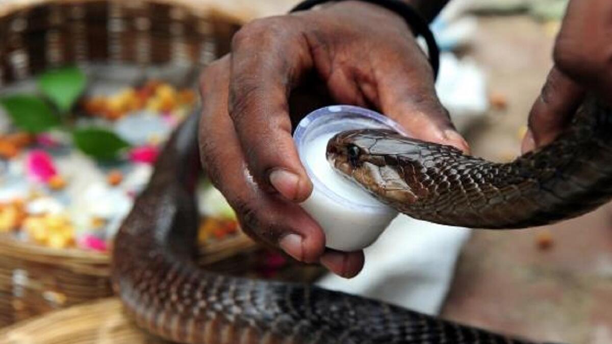حلب الثعابين: تقتضي هذه المهمة الاعتناء بالثعابين السامة وإطعامها، ثم يقوم باستخراج السم من فكيها بالقوة للأغراض الطبية.