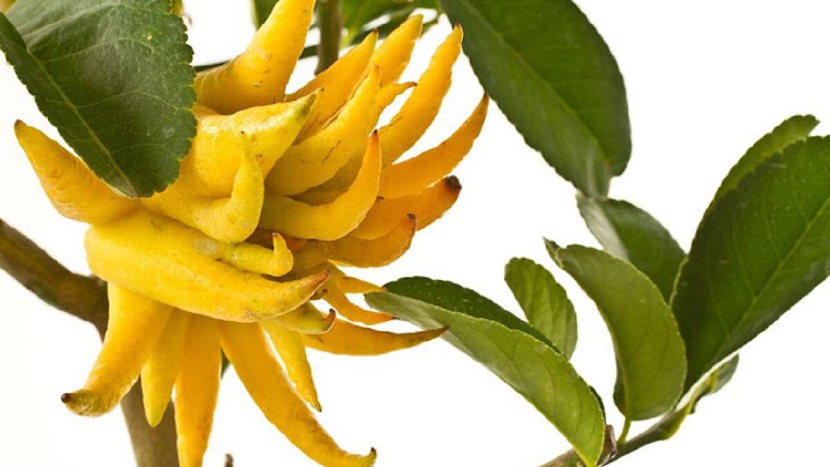 فاكهة يد بوذا: ثمرة مجزأة إلى أجزاء تشبه الأصابع، تزرع في شمال شرق الهند والصين، تدخل في العلاجات الطبية المختلفة، كتخفيف الألم وتهدئة اضطرابات الجهاز الهضمي وتعزيز الجهاز المناعي والتخفيف من اضطرابات الطمث.