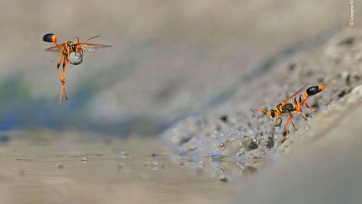 فئة سلوك اللافقاريات: للمصورة "جورجينا ستيتلر" من أستراليا.