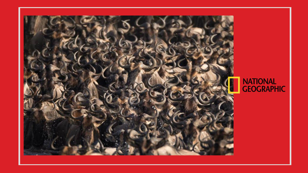 للمصورة السعودية تسنيم السلطان – لحظة عبور قطيع كبير من الحيوانات البرية مياه نهر مارا في تنزانيا.