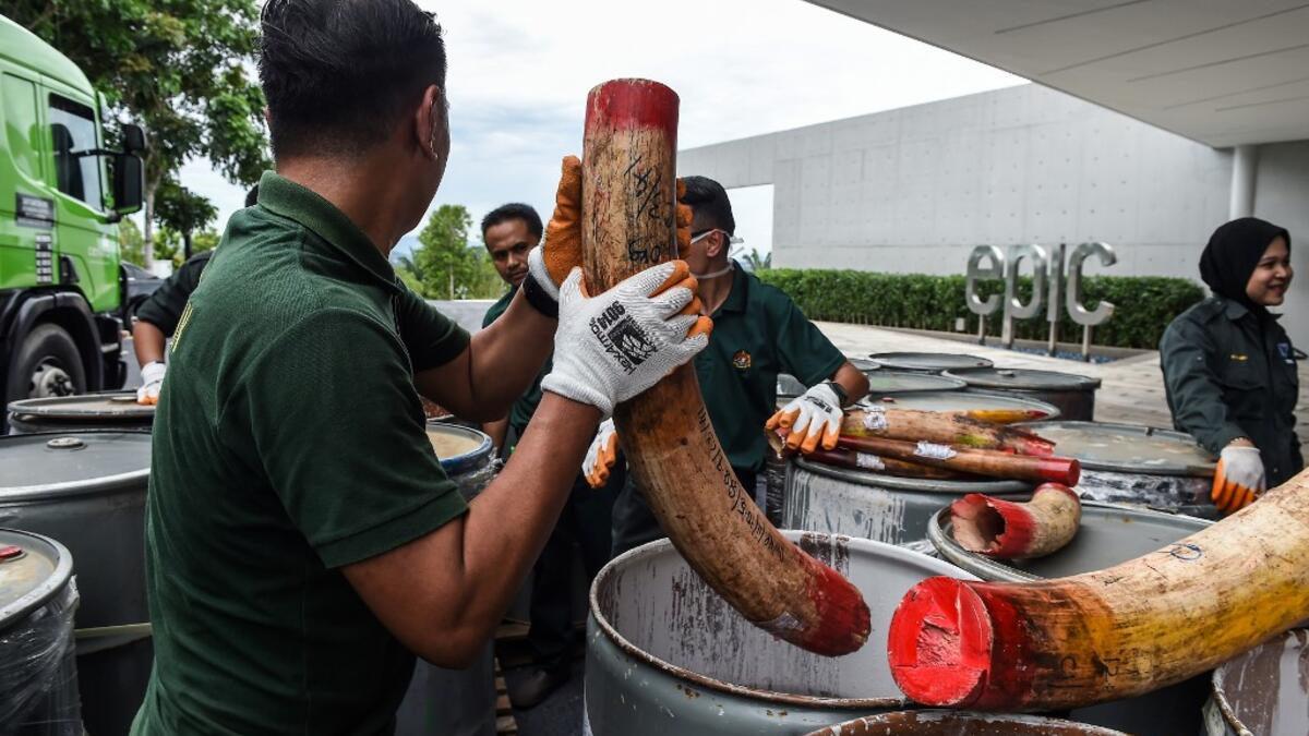 A member of a wildlife personnel team carries a seized ivory tusk before the confiscated ivory was destroyed at the Kualiti Alam Waste Management centre in Port Dickson on April 30, 2019.  Mohd RASFAN / AFP