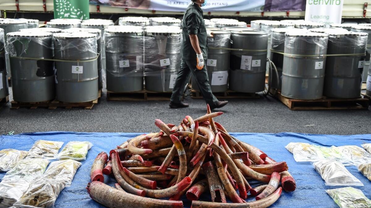 A member of a wildlife personnel team walks past containers with seized ivory tusks before the ivory was destroyed at the Kualiti Alam Waste Management centre in Port Dickson on April 30, 2019.  Mohd RASFAN / AFP