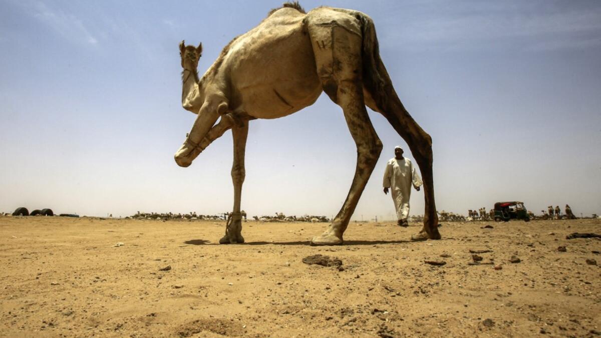 El-Molih is well known among tourists visiting the northeast African country, with its daily camel market a hit among visitors. Some camels are sent to slaughter houses, while the priced ones in the Gulf countries to take part in races. ASHRAF SHAZLY / AFP