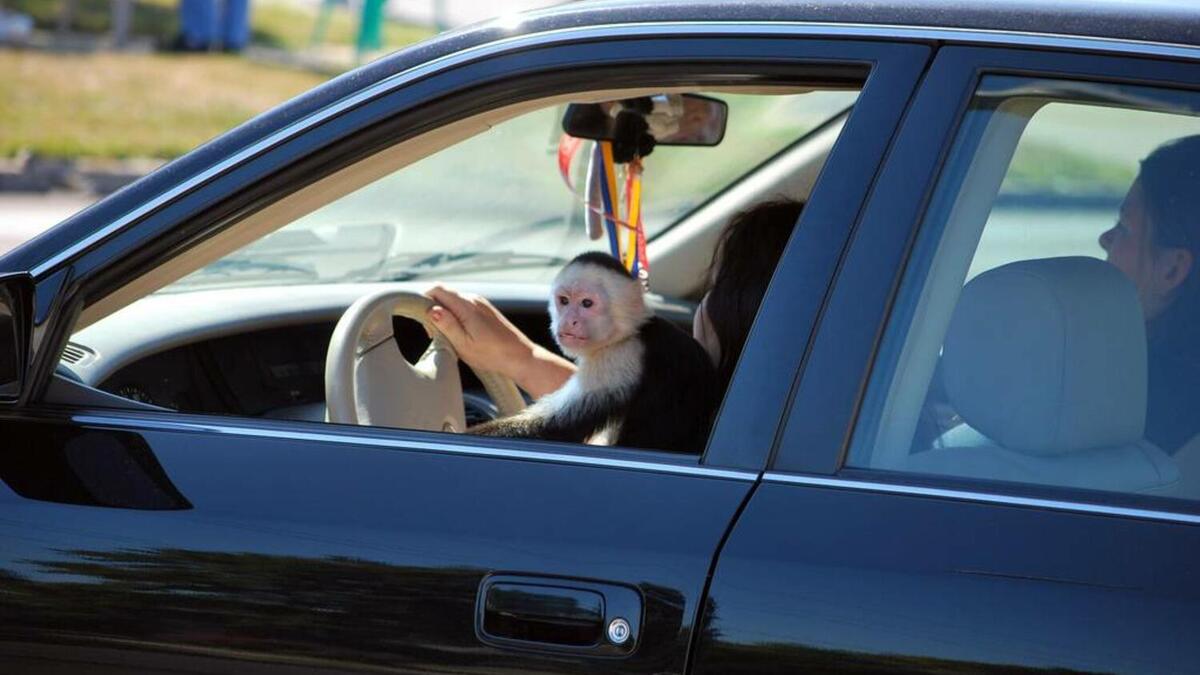 القرد: من مواد القانون الغريبة على مستوى العالم، مادة في قانون المرور في ولاية مينيسوتا الأميركية والتي تسمح للسائقين باصطحاب القرد إنما في المقعد الخلفي، حتى لا يشتّت انتباه السائقين الآخرين.