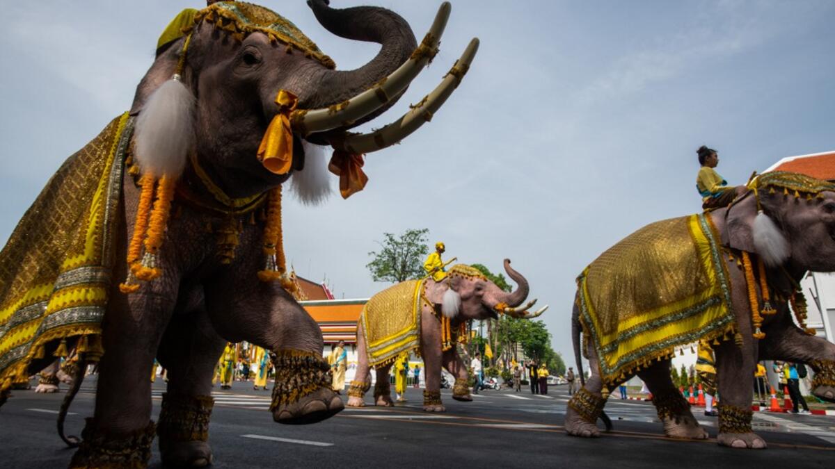 Mahouts ride on their elephants as they march with well-wishers during a procession near the Grand Palace to pay their respects to Thailand's King Maha Vajiralongkorn in Bangkok on May 7, 2019.  Jewel SAMAD / AFP