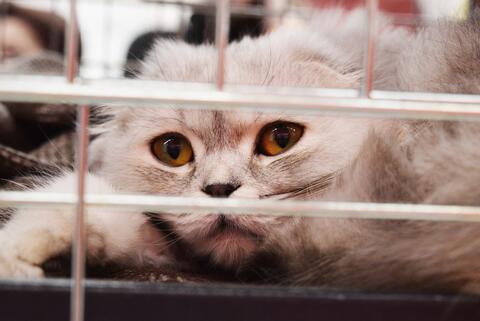 Caged Animals Die in Pet Markets After Pakistan Went Into Lockdown