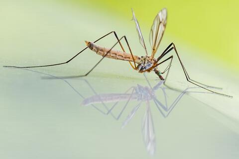 WHO Will Begin Sterilizing Mosquitoes to Control Pest-Born Diseases