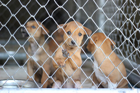 Caged Animals Die in Pet Markets After Pakistan Went Into Lockdown