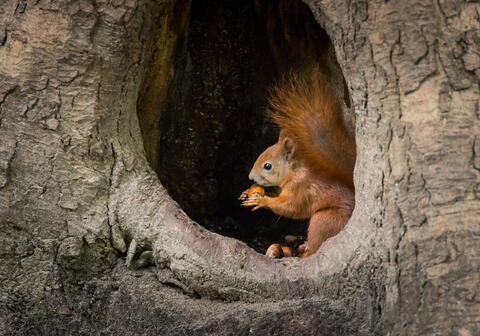 Squirrel Greedily Eats a Cheeseburger Near McDonald's