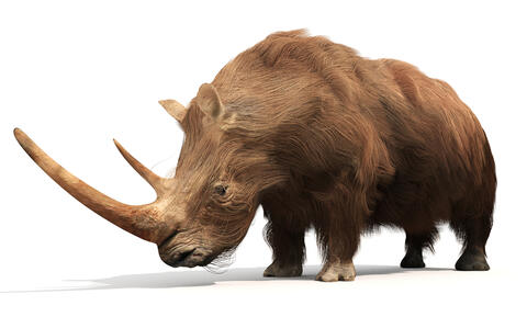 Frozen Carcass of Rhinoceros From The Ice Age Recovered in Siberia