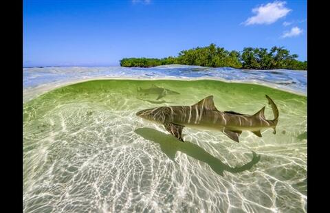How Can The New Attenborough Series Save The Planet?