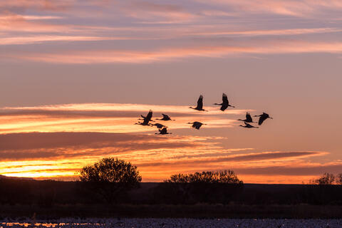 The Arab World is a Stop-over for Billions of Migrating Birds