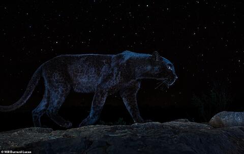Amazing Images: The Black Leopard of Kenya Glows at Night!