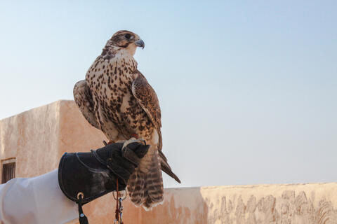 For The First Time! Saudi Woman Competes in Top Falconry Show