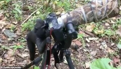 Indonesian Macaque Shows off Photographing Talent