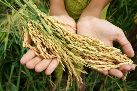 Food Security in the Arab World: Achievements, Challenges and Fears
