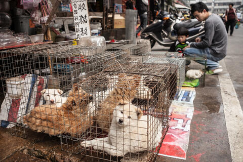 Rescuers Save 50 Caged Dogs From Meat Farm in South Korea