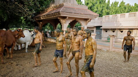 أطباء الهند يحذرون من استخدام روث البقر في علاج كورونا