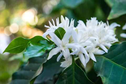 Coffee Lovers Be Warned: Coffee Trees on Edge of Extinction - Scientists 