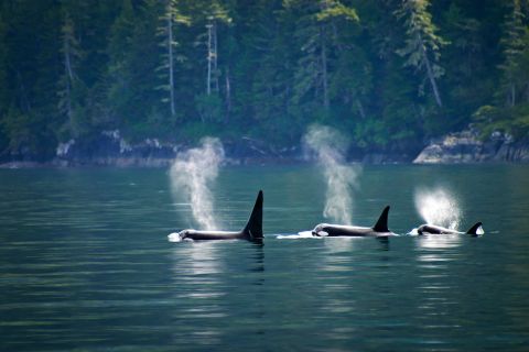 Killer Whales Pass Chemicals to Their Young in Oceans!