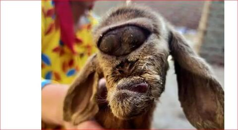 رعب في اسيوط: ماعز برأس قرد .. صور وفيديو