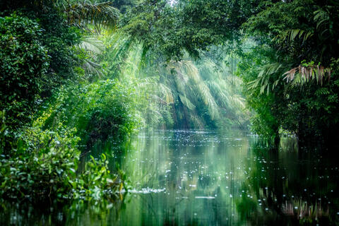  Amazon Rainforest Releases More CO2 Than it Has Absorbed in 10 Years!