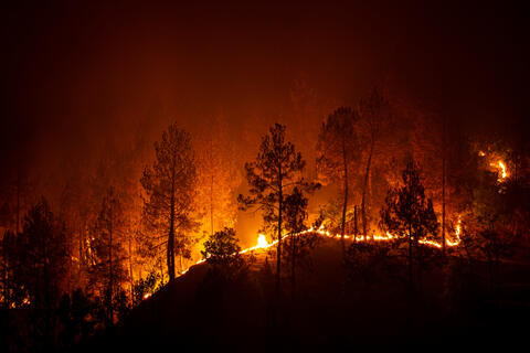 Turkey's 100 Wildfires Kill Six People