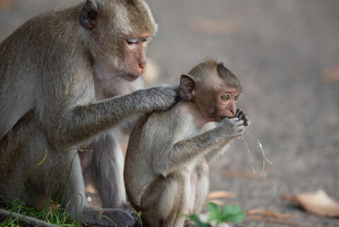 China Reports First Human Death From Monkey B Virus