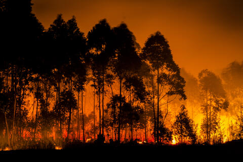 Two Firefighters Killed Battling Arizona Fire