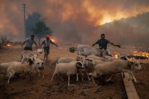 Raging Fires Brought 'Under Control' in Turkey 