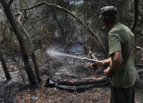 Tunisia Wildfires Eat up 450 Hectares of Pine, Acacia Forests