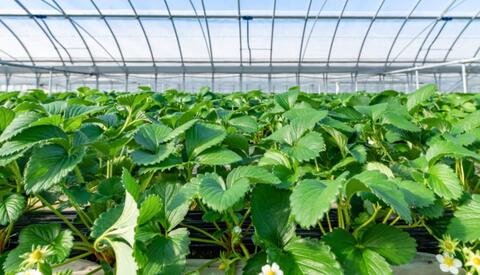 Why Doesn’t Smart Agriculture Expand in Jordan? 