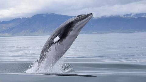 Norwegian Whalers Hunt at Least 570 Minke Whales in 2021 