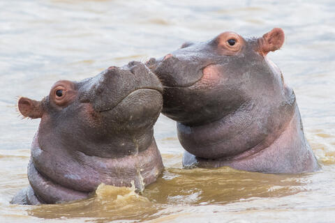 US Recognizes Pablo Escobar's Hippos as Legal Persons