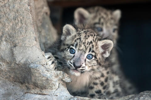 Welcoming the Arrival of a Rare Snow Leopard Cub