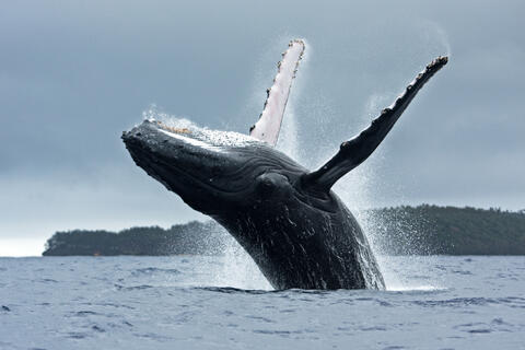 Video: Rare Whale Spotted in Abu Dhabi Waters