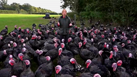 Thanksgiving Poke: TV Reporter Bursts Into Laughter at Turkey Farm