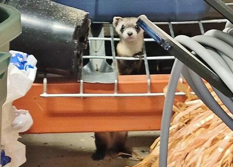 'Rarest Mammal': Black-footed Ferret Found in a Colorado Garage