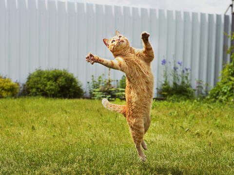 Is This The World's Oldest Cat?