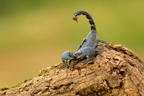Deadly Scorpions Descend on Egypt's Aswan, Kill 3, Sting 500 