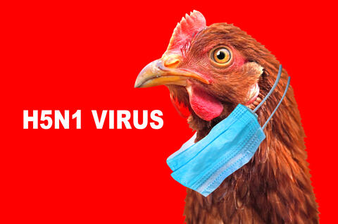 Japan to Cull About 143,000 Chickens Over Bird Flu
