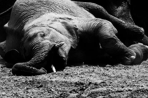 Is There a Plan to Kill Elephants in Bangladesh?