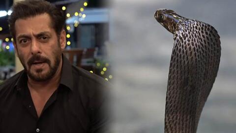 سلمان خان يتعرض للسخرية بسبب كرشه.. 